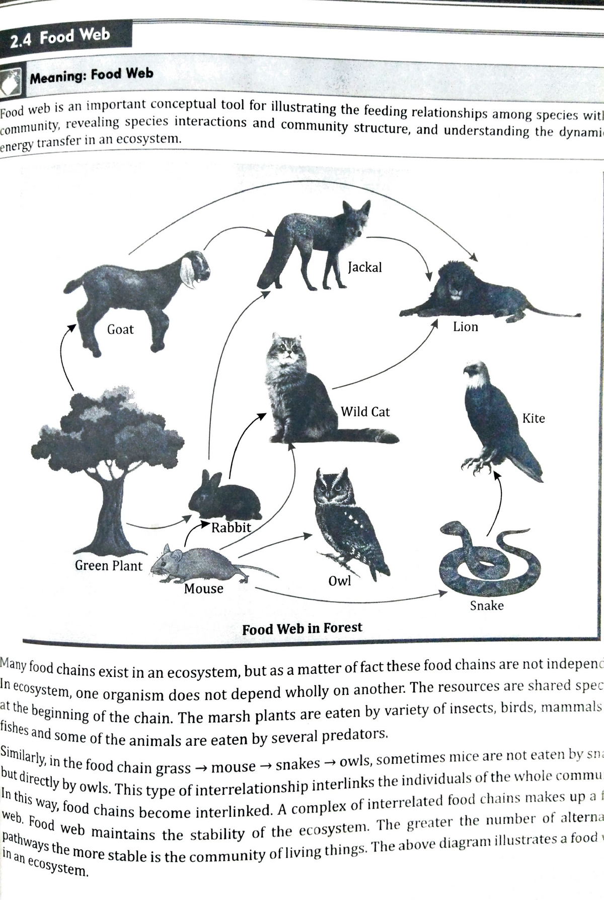 Unit 3 EVS Lecture Notes 3 2 Food Web Meaning Food Web Web Is An 