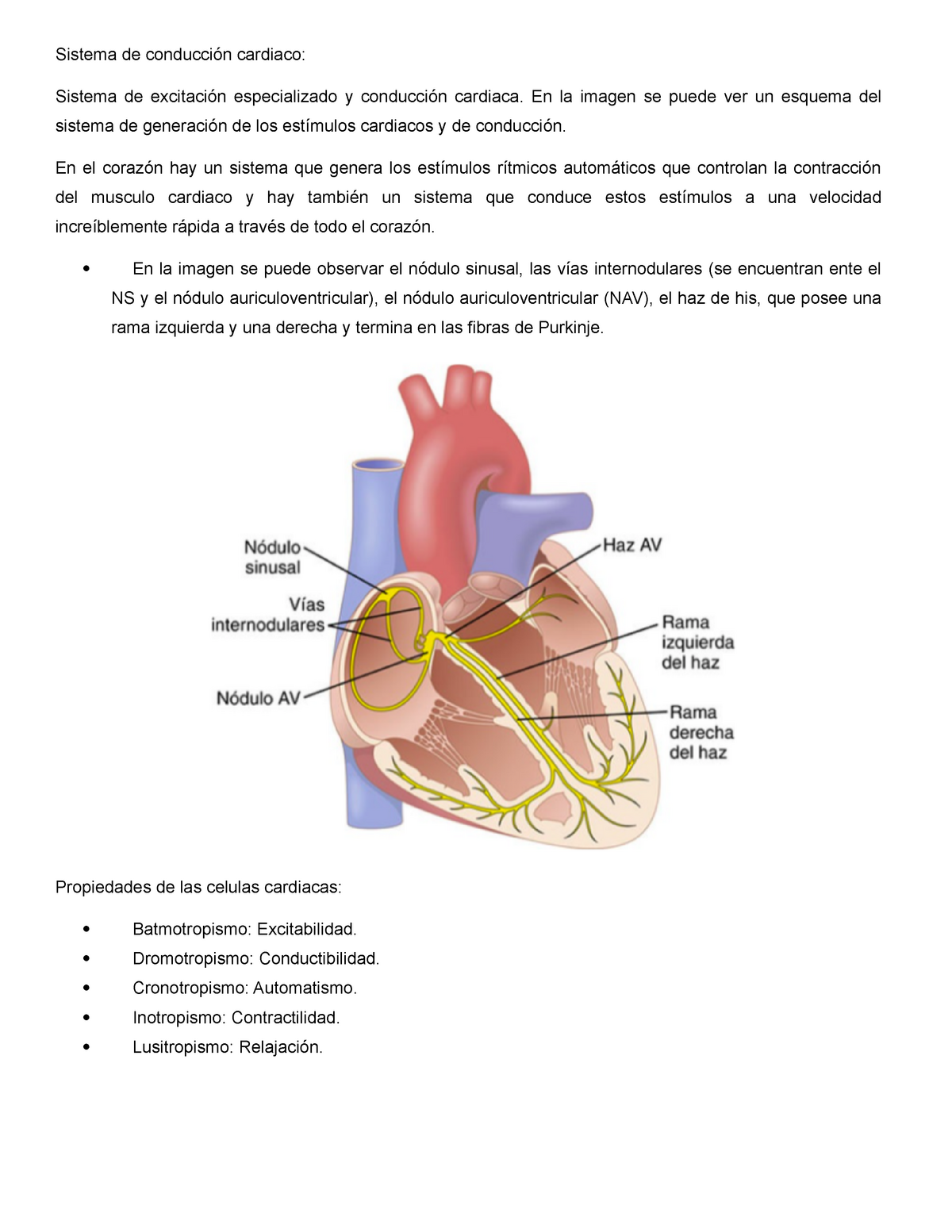 Sistema De Conducción Cardiaco Sistema De Conducción Cardiaco Sistema De Excitación