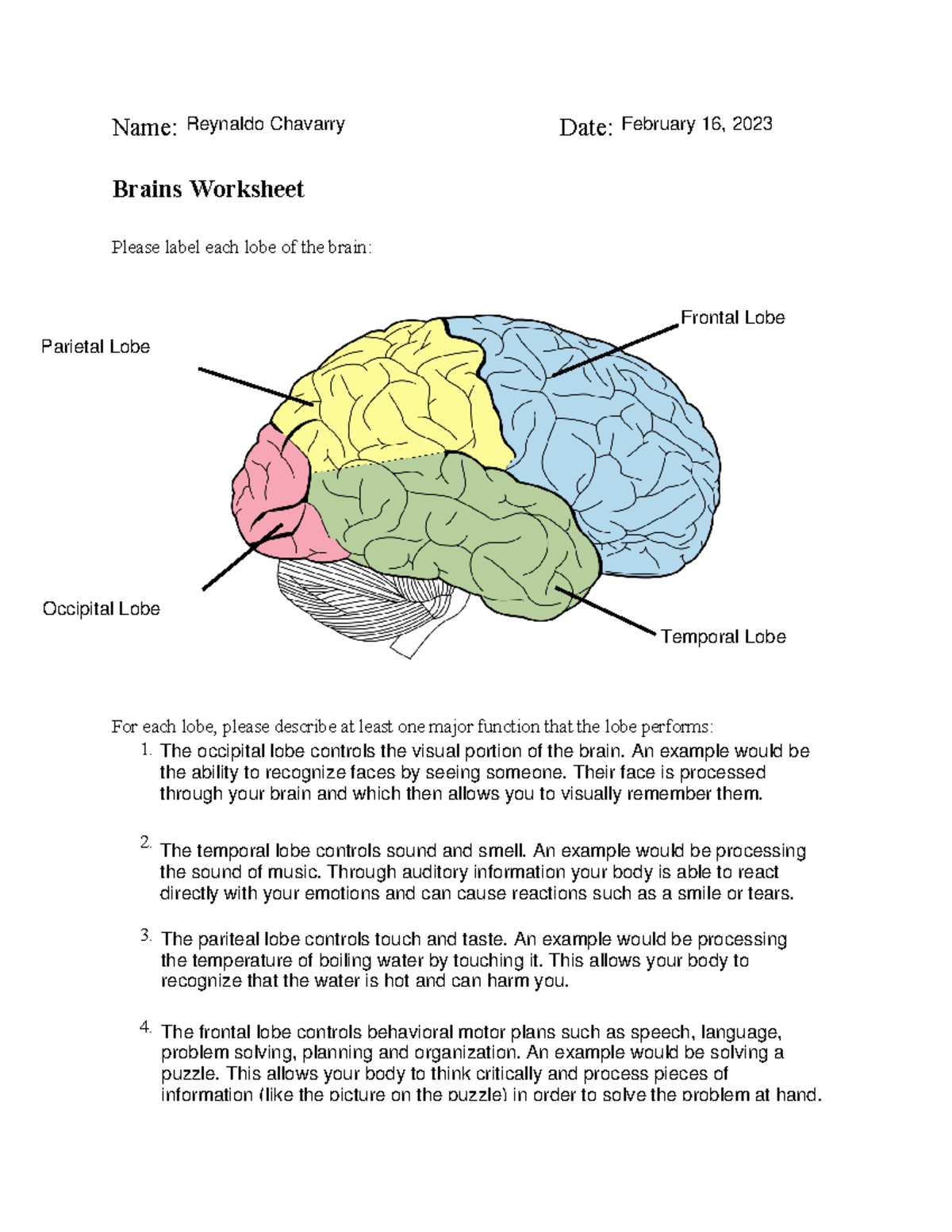 brains-worksheet-name-date-brains-worksheet-please-label-each-lobe-of-the-brain-for-each