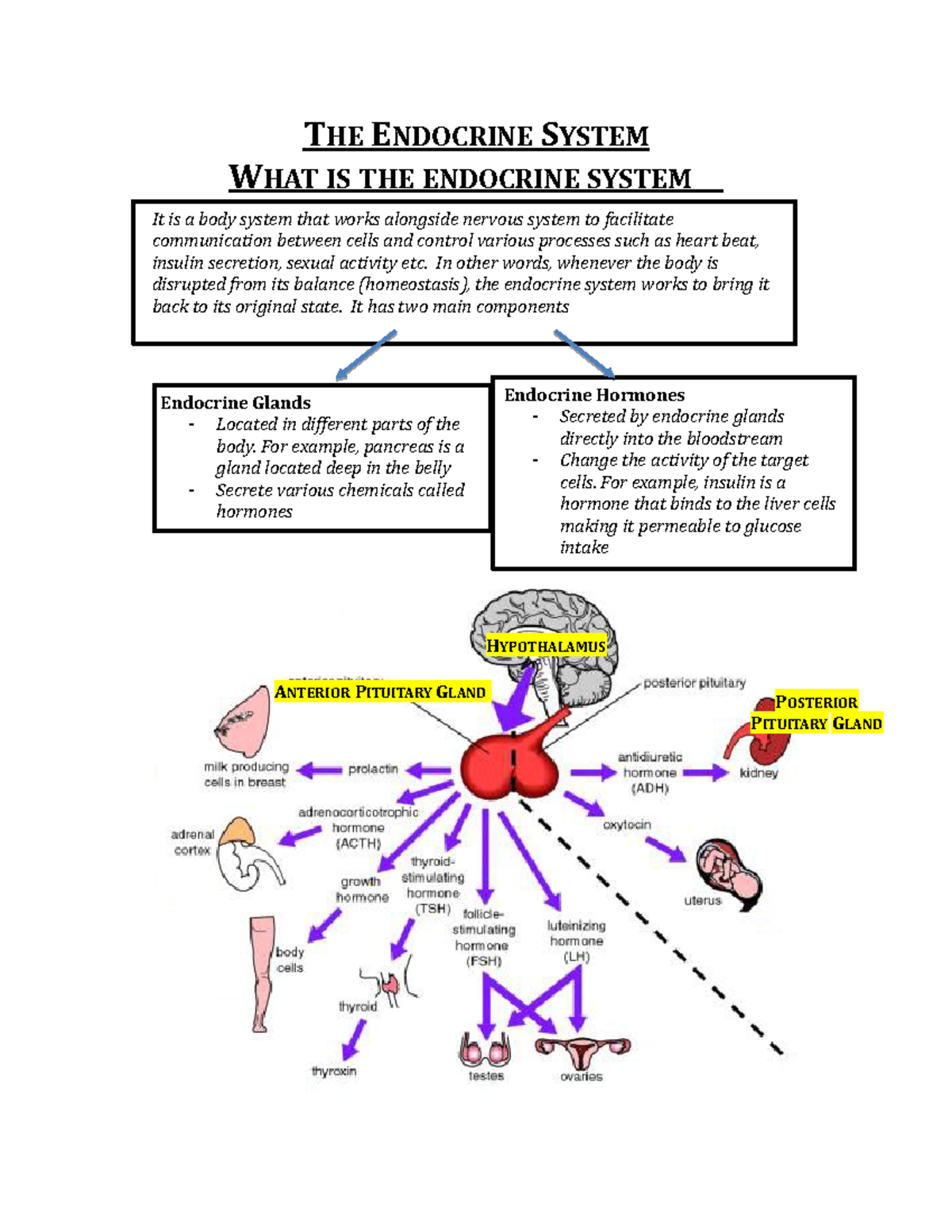 Endocrine System Revisions - ANPH1001 - NorQuest - Studocu