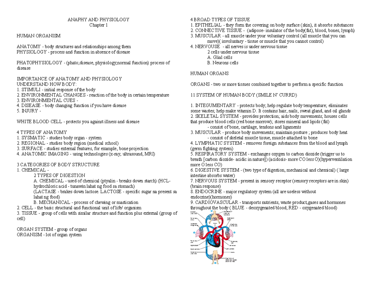 Anatomy AND Physiology 1 - ANAPHY AND PHYSIOLOGY Chapter 1 HUMAN ...