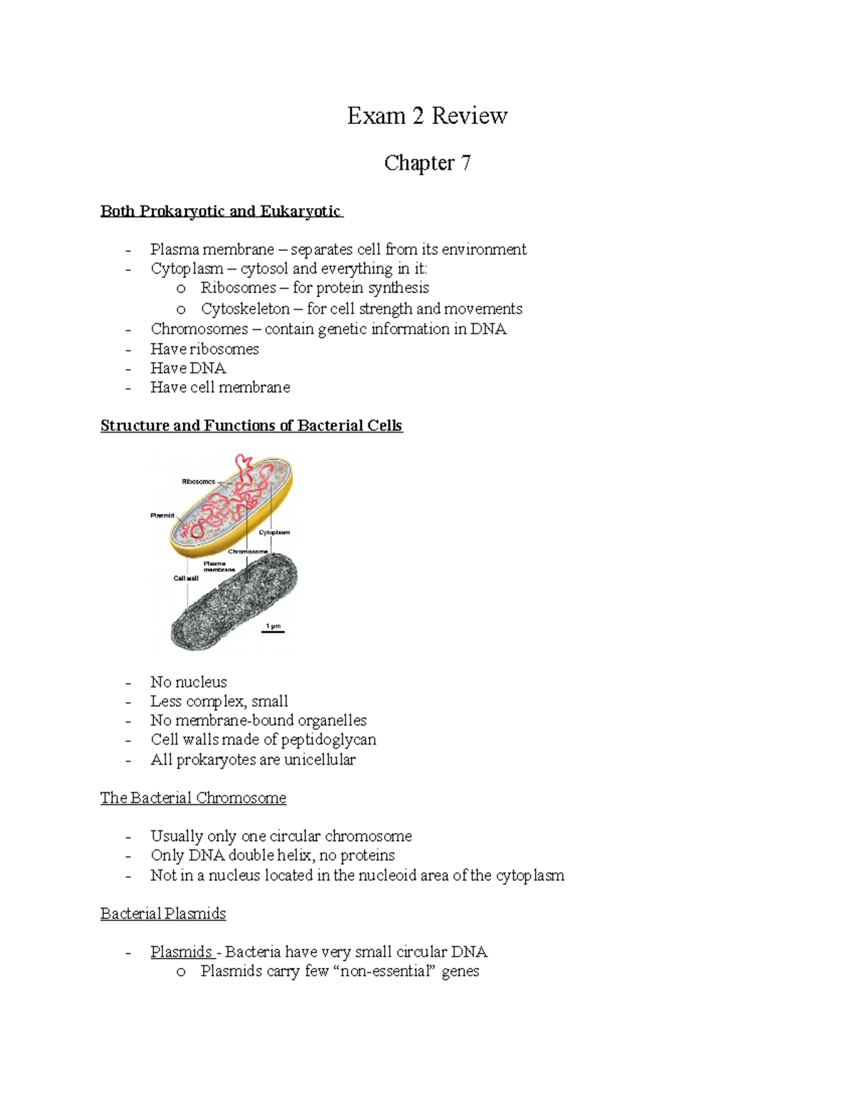 Exam 2 Review - Exam 2 Review Chapter 7 Both Prokaryotic and Eukaryotic ...
