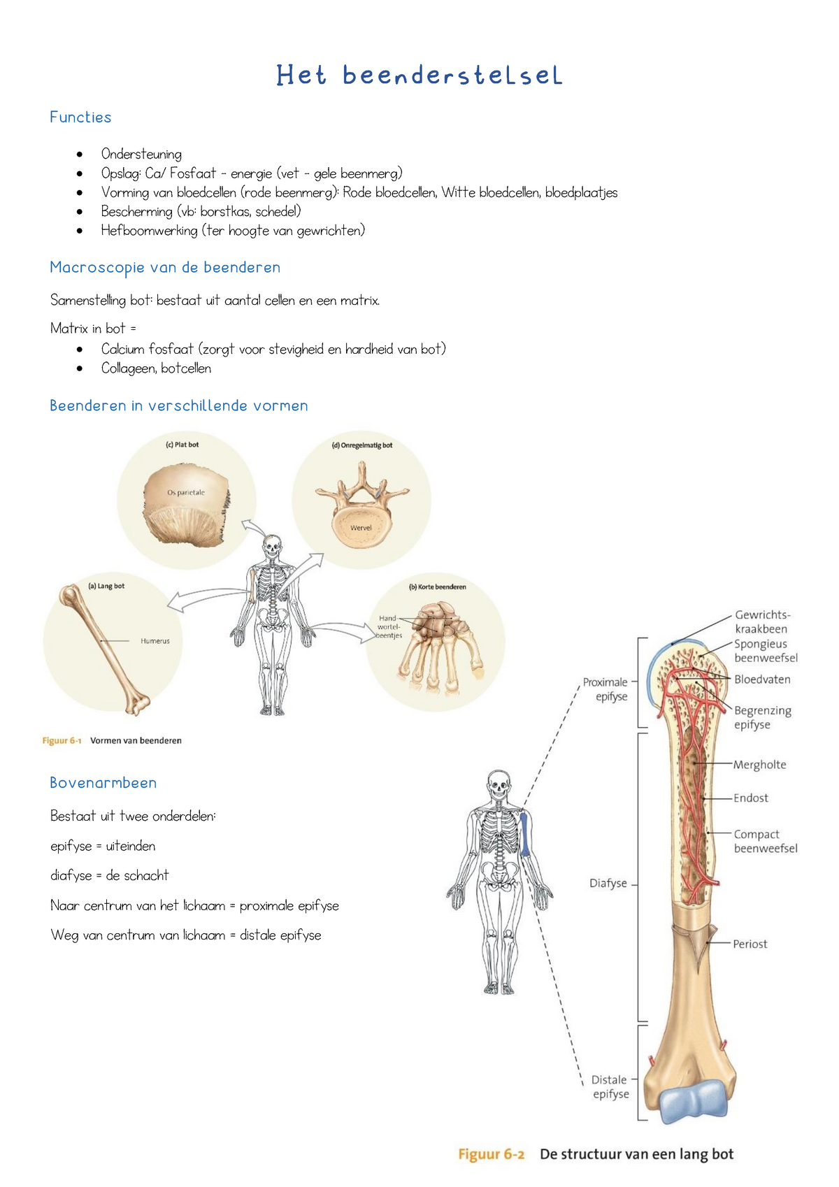 Het Beenderstelsel Samenvatting Het Beenderstelsel Functies