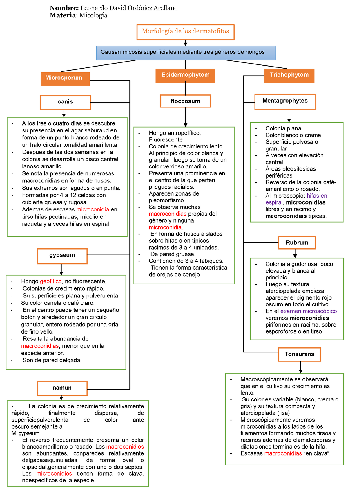 Tarea 7 - Morfología de los Dermatofitos - Mapa conceptual - Nombre :  Leonardo David Ordóñez - Studocu