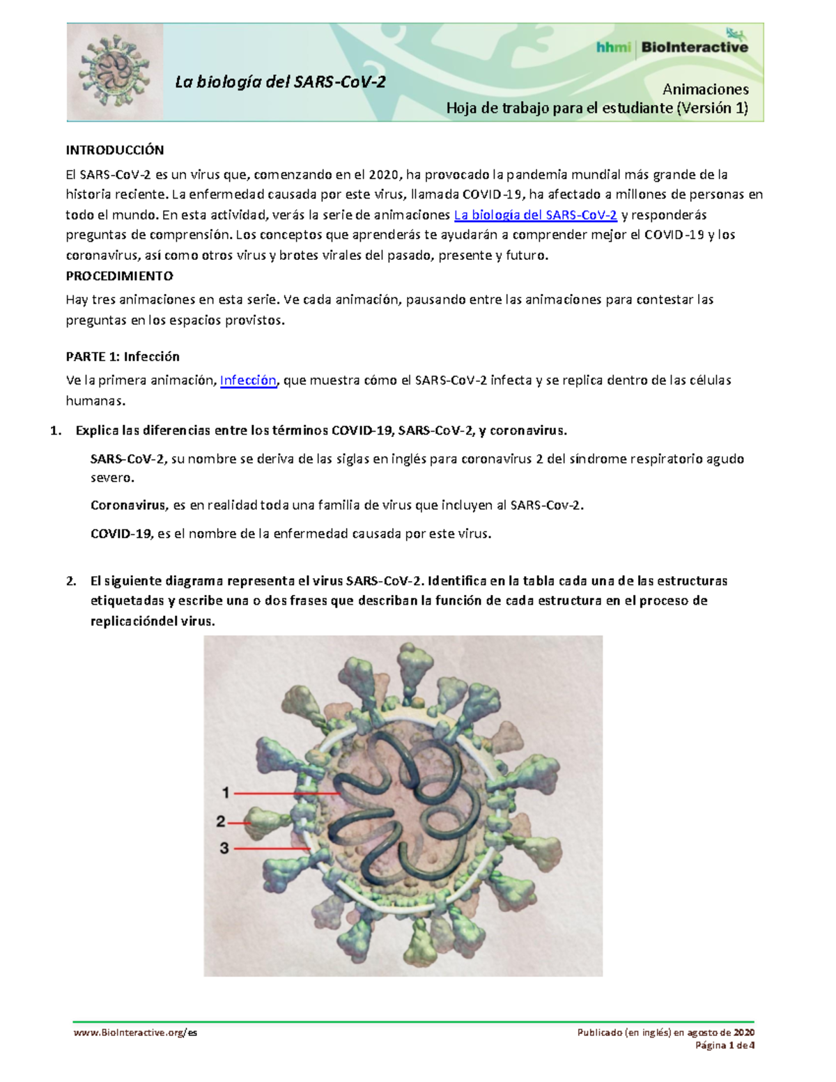 La Biología Del SARS-CoV-2. Hoja De Trabajo BioInteractive. Apunte De ...