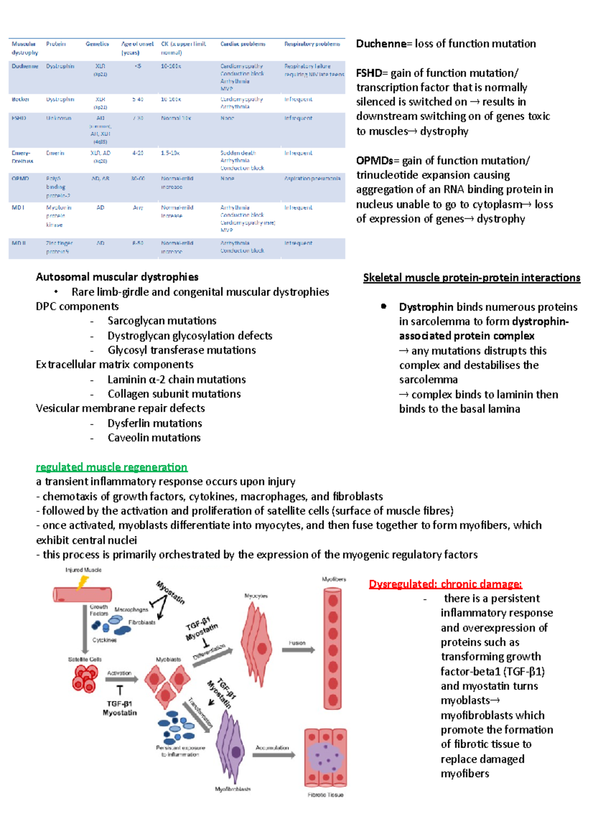 Muscular Dystrophy Lecture Notes - Duchenne = loss of function mutation ...
