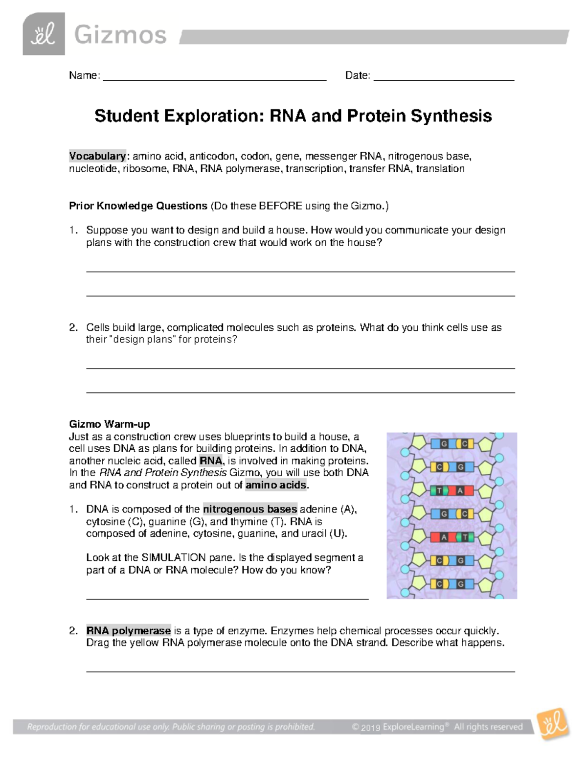 Gizmo - RNA Protein Synthesis Student Sheet - Name