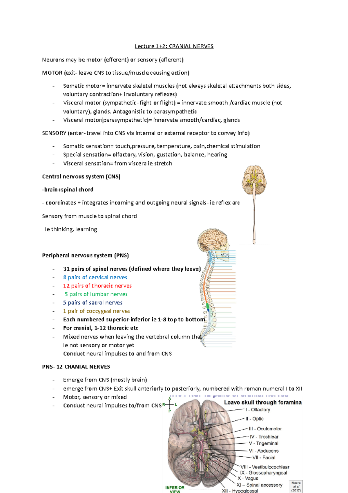 L1- cranial nerves - Lecture 1+2: CRANIAL NERVES Neurons may be motor ...