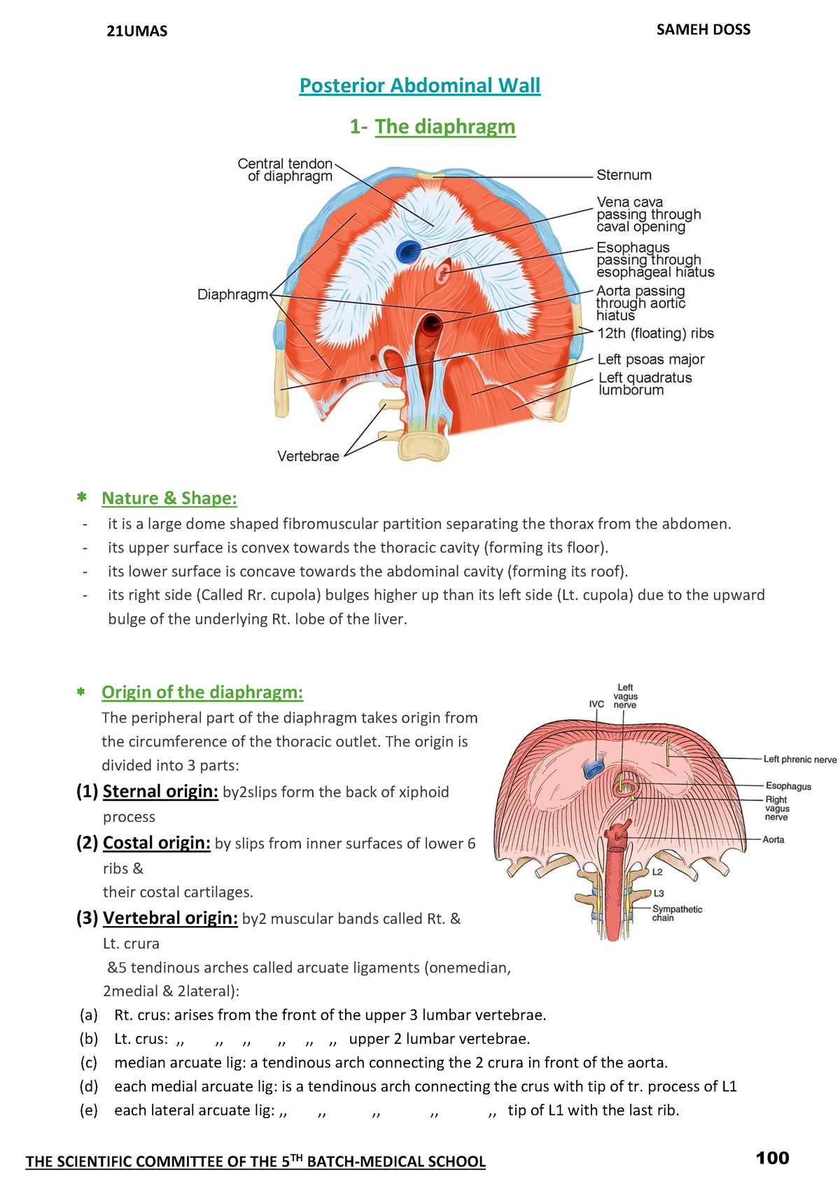 Posterior Abdominal Wall - 100 Posterior Abdominal Wall 1- The ...