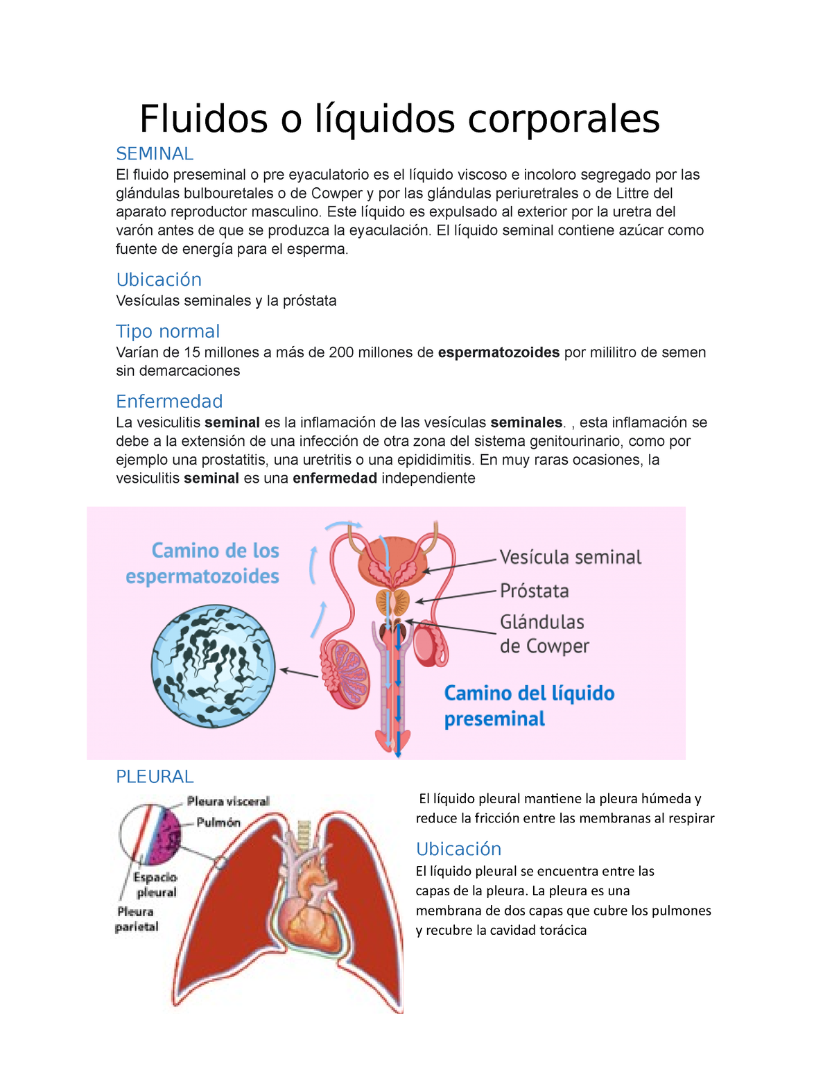 Fluidos o líquidos corporales - Fluidos o líquidos corporales SEMINAL El  fluido preseminal o pre - Studocu