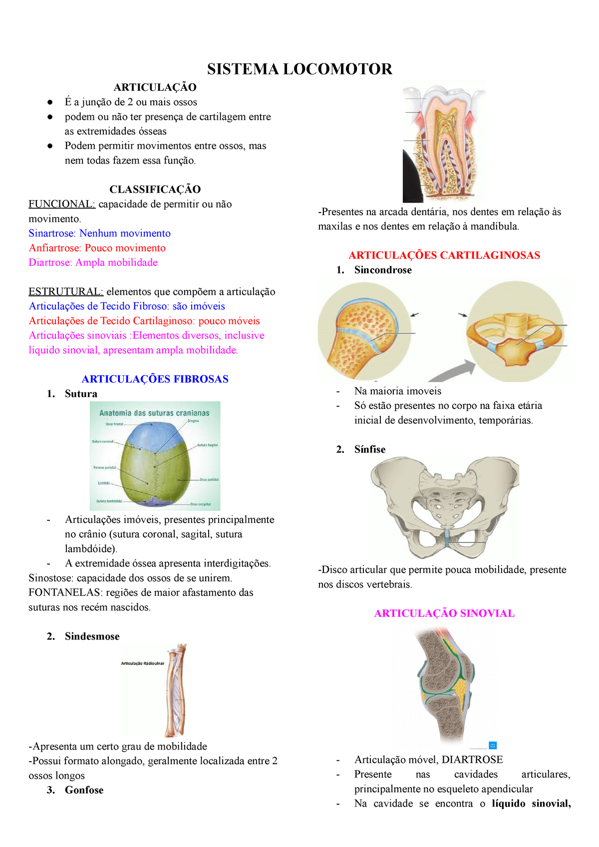 Anatomia - Locomotor - SISTEMA LOCOMOTOR ARTICULAÇÃO É A Junção De 2 Ou ...