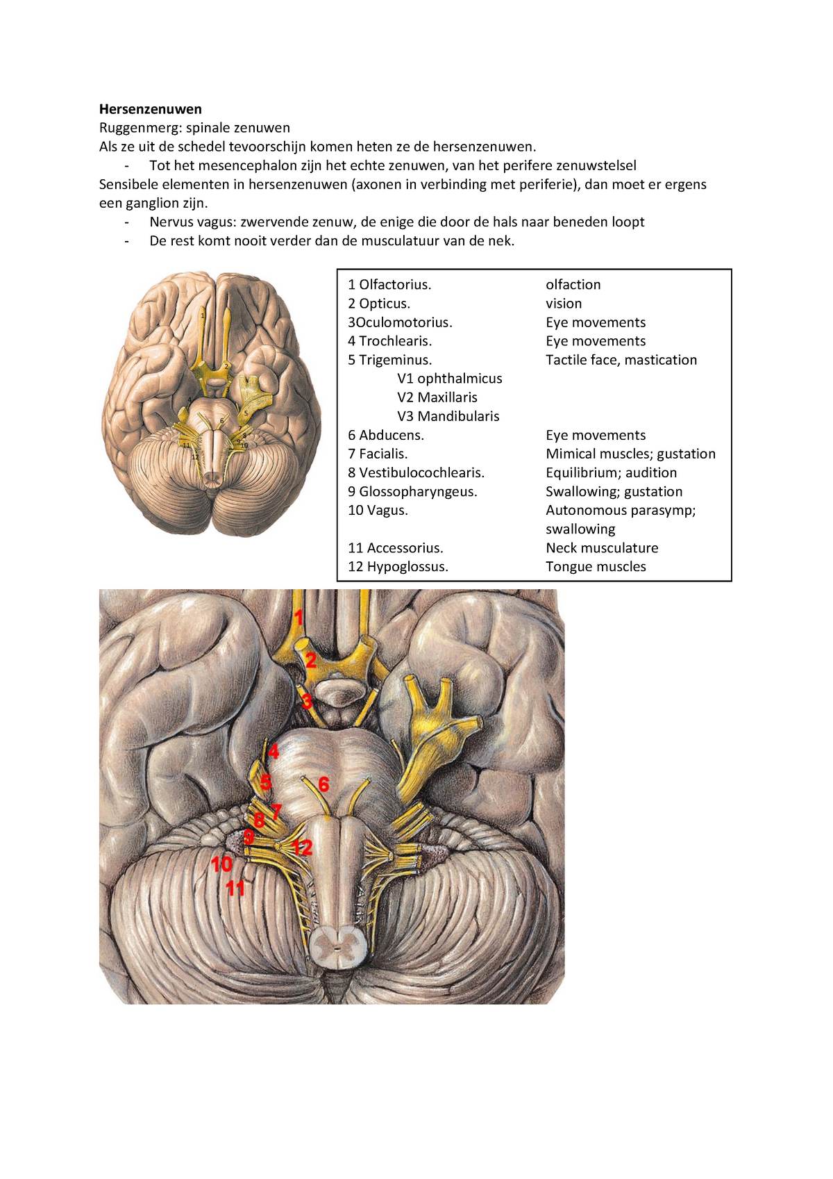Hersenzenuwen - Tot Het Mesencephalon Zijn Het Echte Zenuwen, Van Het ...