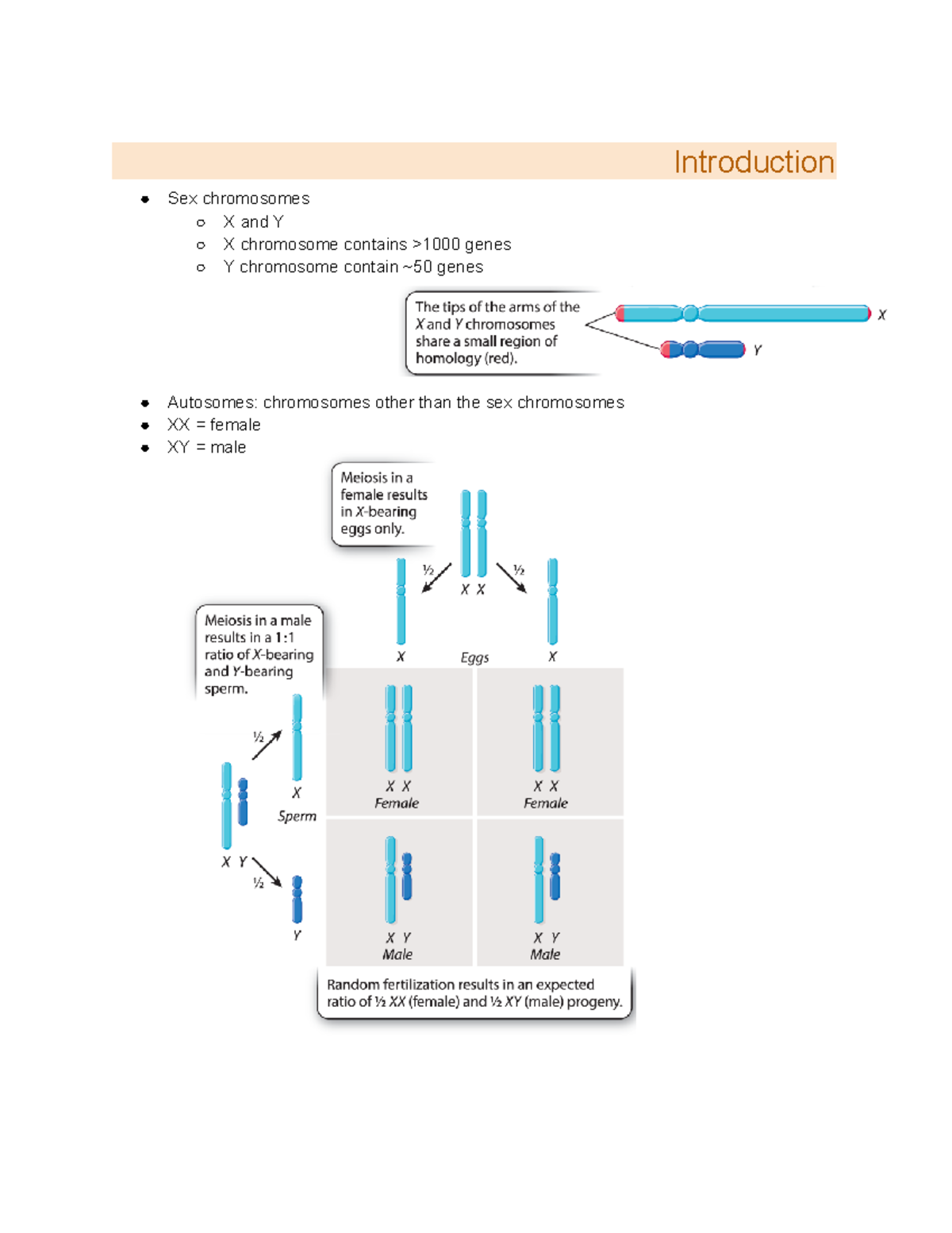 Copy of Chapter 16 sex chromosomes - Introduction Sex chromosomes X and ...