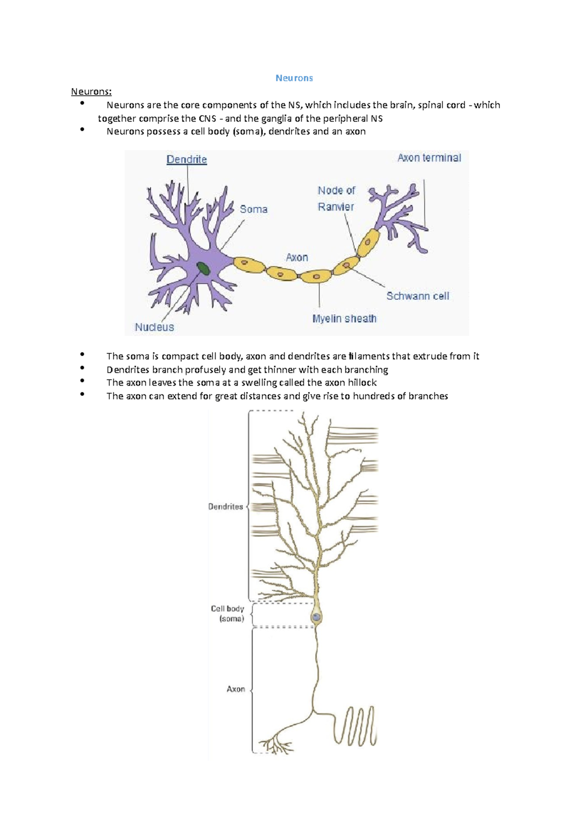 Module two - Neurons - Lecture notes 2 - Neurons Neurons: Neurons are ...