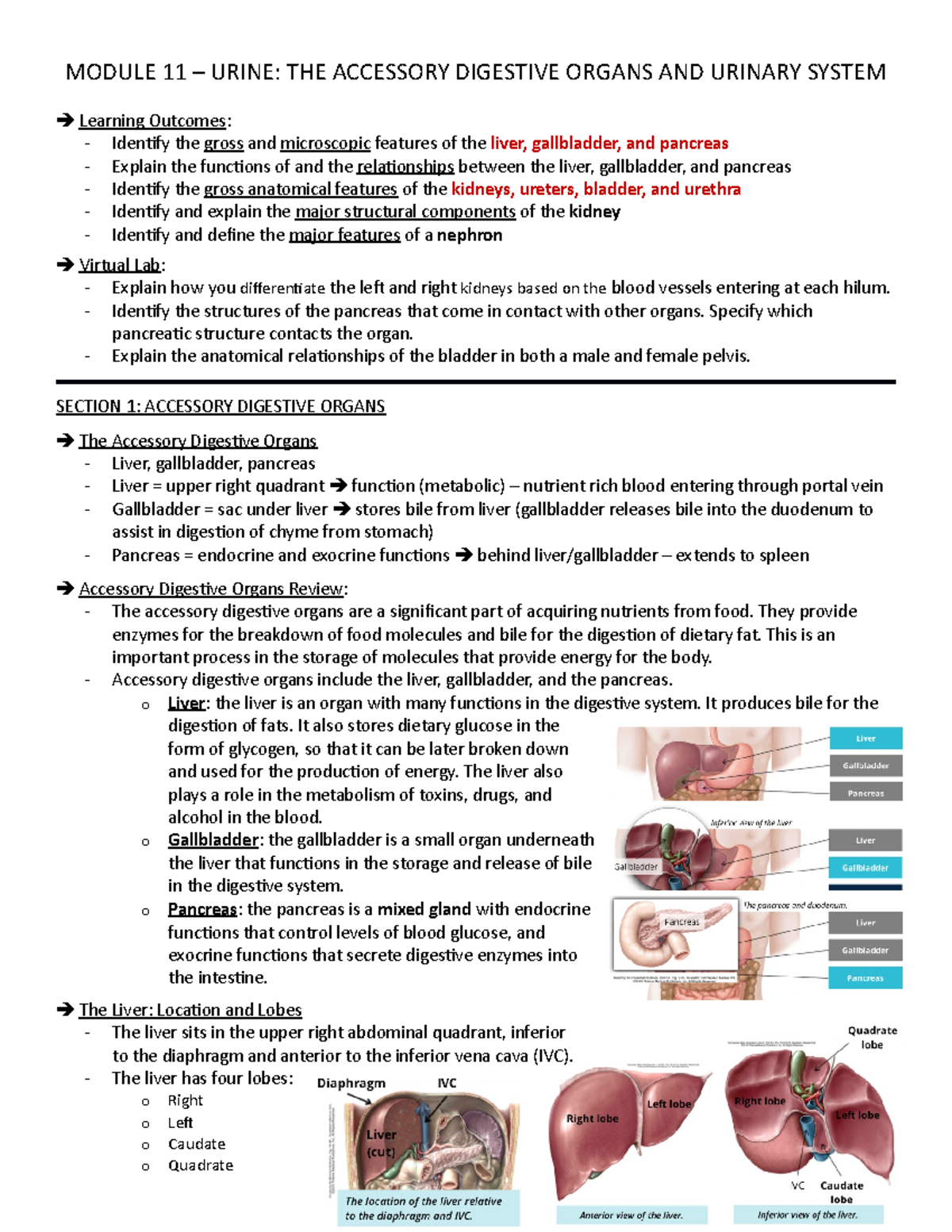 Module 11 ANAT - MODULE 11 – URINE: THE ACCESSORY DIGESTIVE ORGANS AND ...