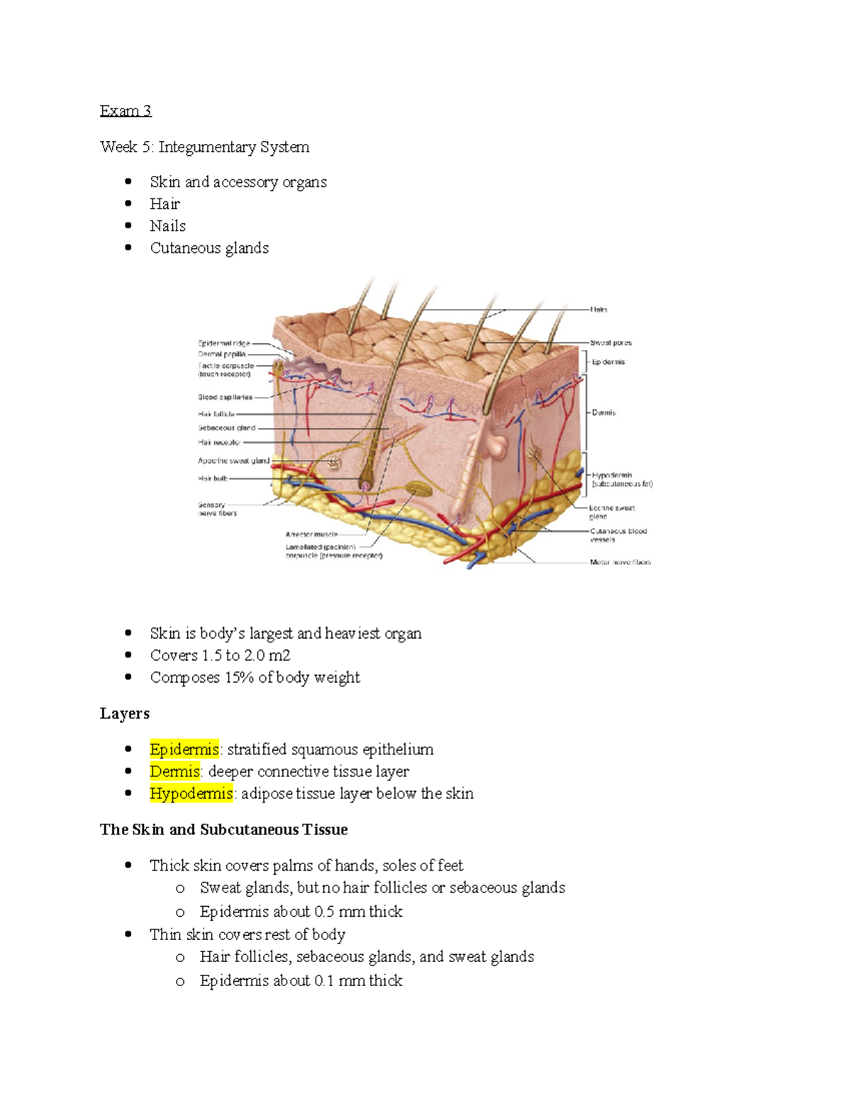 Exam 3-Study Guide - Exam 3 Week 5: Integumentary System Skin and ...