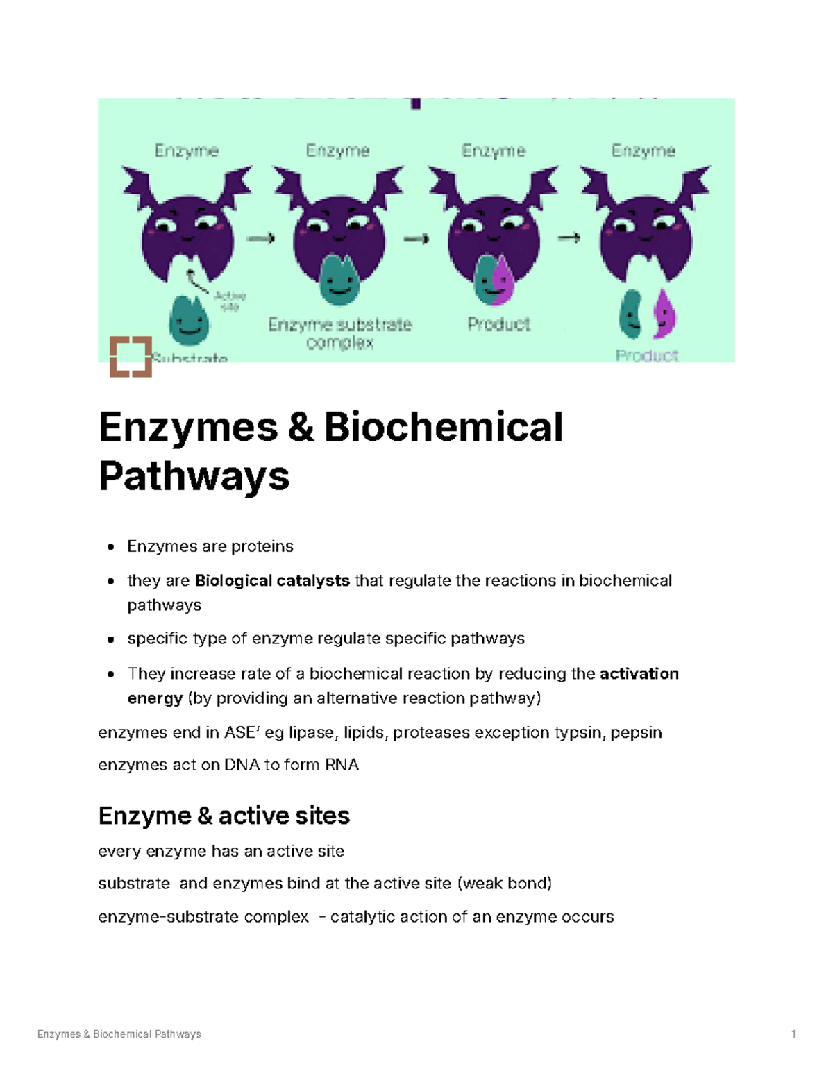 Enzymes & Biochemical Pathways - Enzymes & Biochemical Pathways Enzymes ...