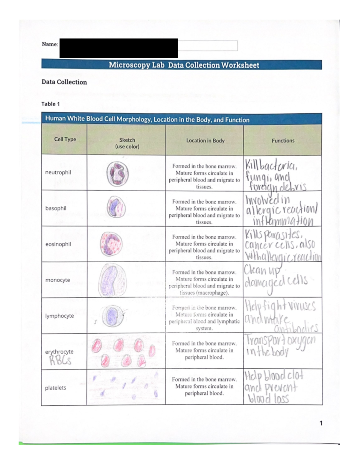 Microscopy Lab Data Collection Worksheet - Kill bacteria, neutrophil ...