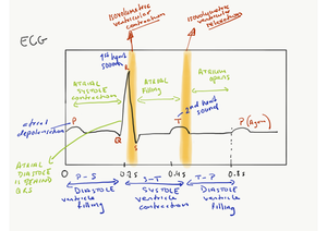 Medsci 142 - Lab 5 - Pressure Changes During Pulmonary Ventilation Air ...