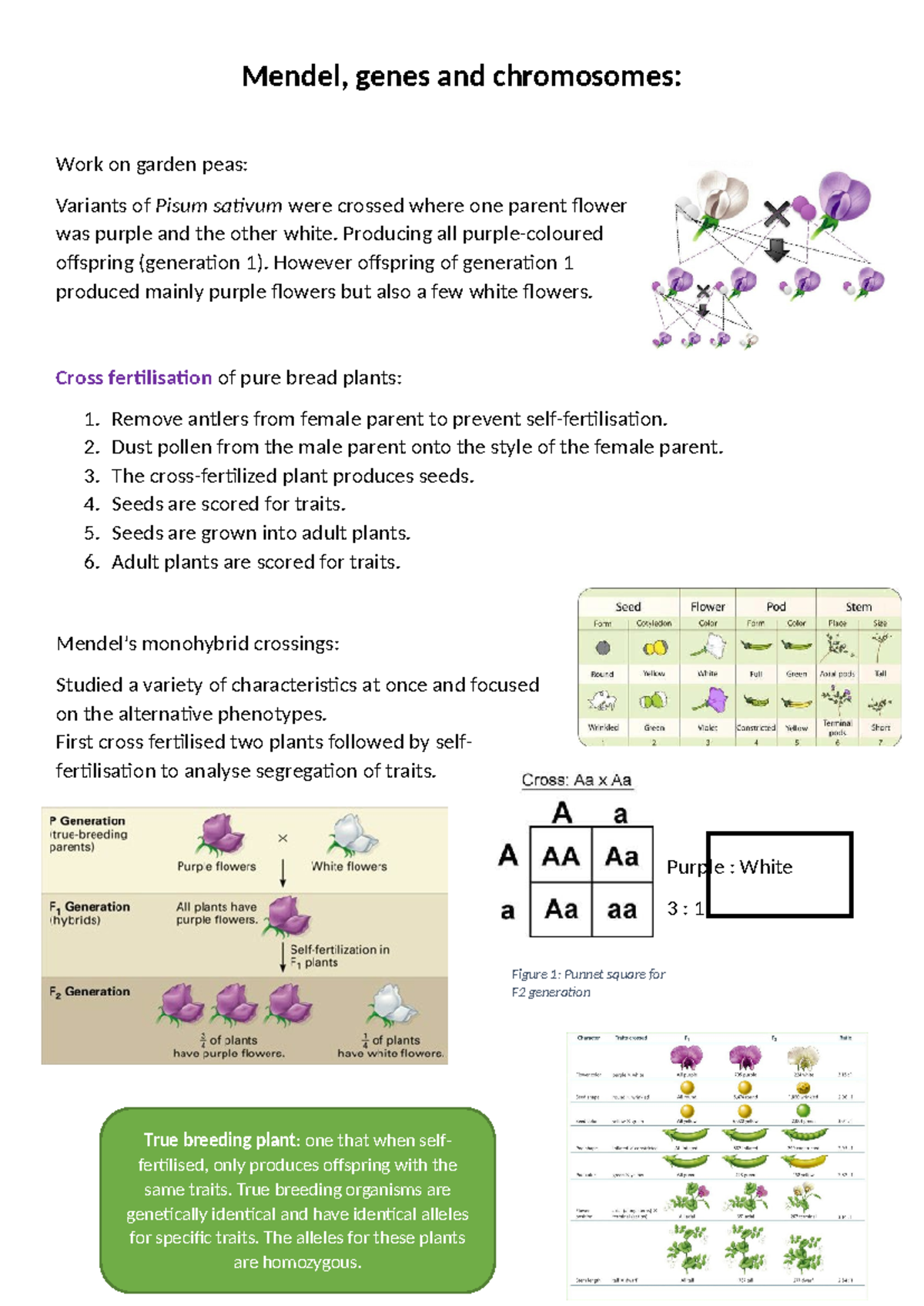 Mendel, genes and chromosomes - Producing all purple-coloured offspring ...