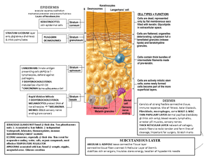 Final Chart for ID - Lecture notes Everything - Infectious Diseases ...