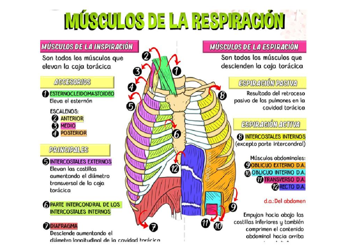 Cuáles Son Los Musculos Respiratorios Principales Y Accesorios