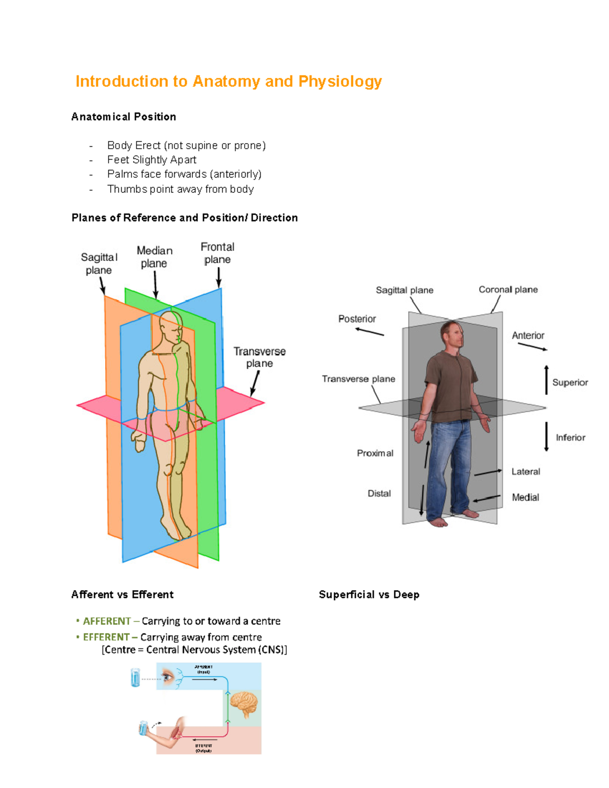 Anatomy And Physiology Notes - Introduction to Anatomy and Physiology ...