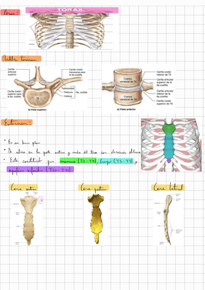 Musculos Flasch Musculo Coracobraquial Grupo Muscular Del Hombro