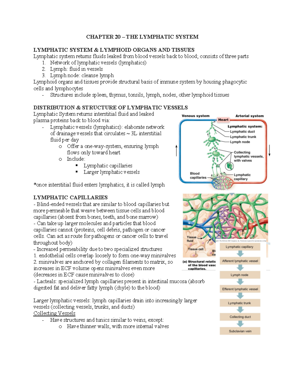 Chapter 20 – THE Lymphatic System - CHAPTER 20 – THE LYMPHATIC SYSTEM ...