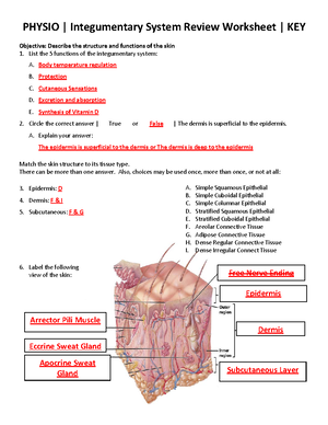 Integumentary System Review Worksheet KEY ( Physio) 2013-2014 - PHYSIO | Integumentary  System Review - Studocu