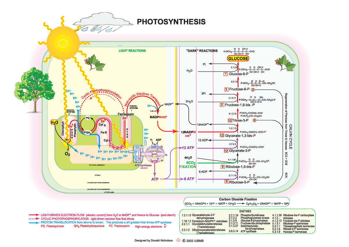 Фотосинтез фотосистемы схема