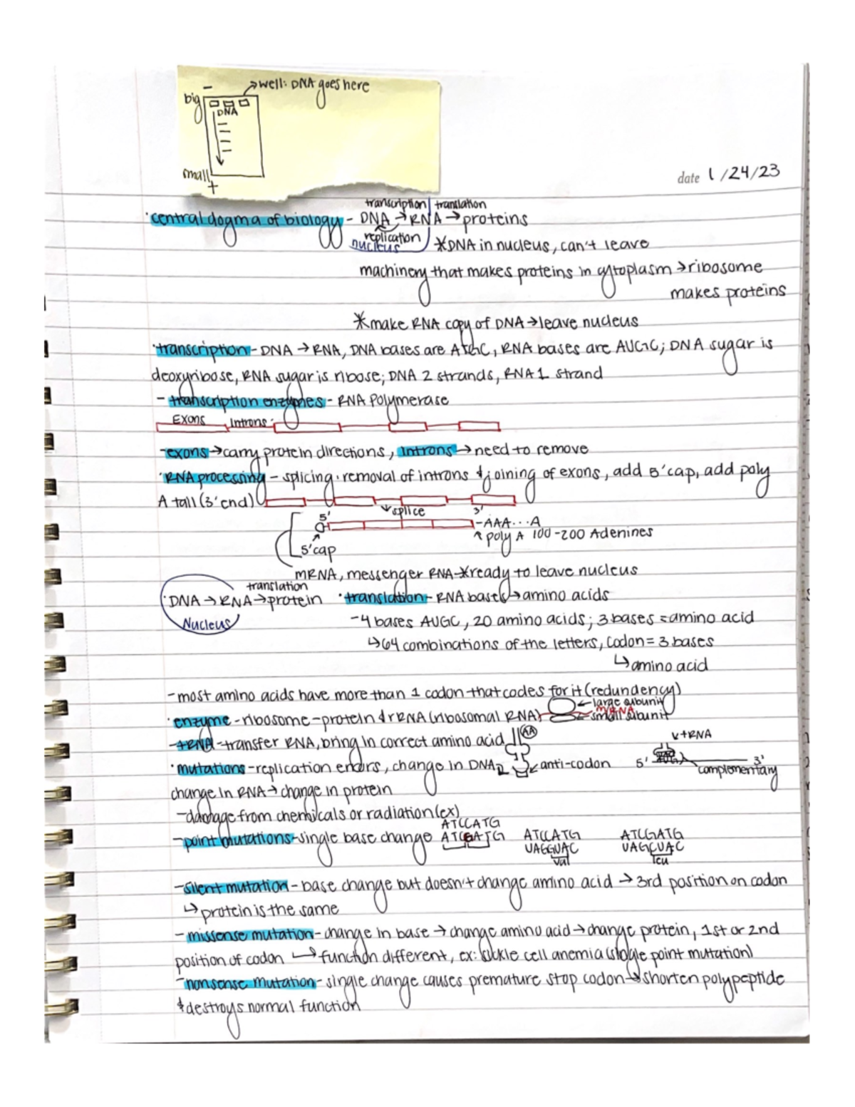 Biology Lecture Transcription - BIO-1 - Studocu