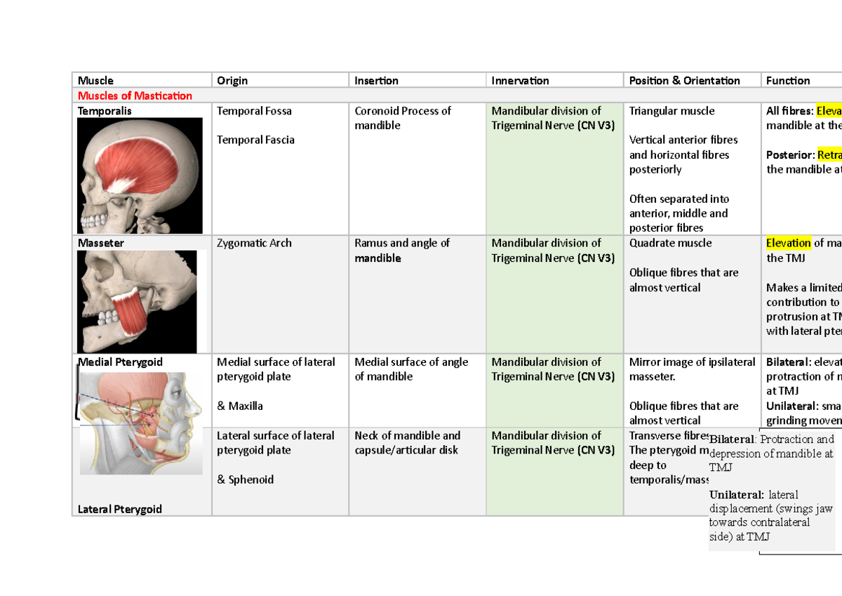 muscles-of-mastication-muscle-origin-insertion-innervation-position