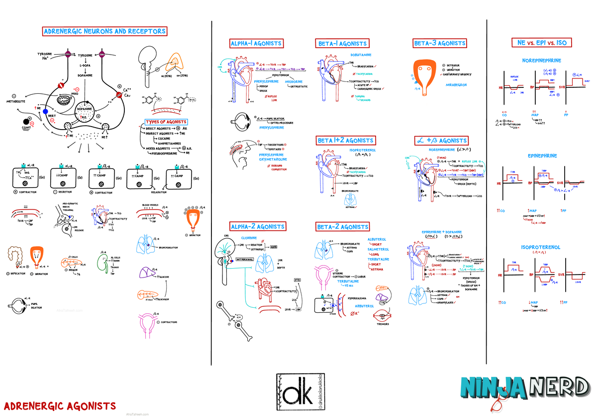 Autonomic Pharmacology Adrenergic Agonists (1) atf - Medical ...