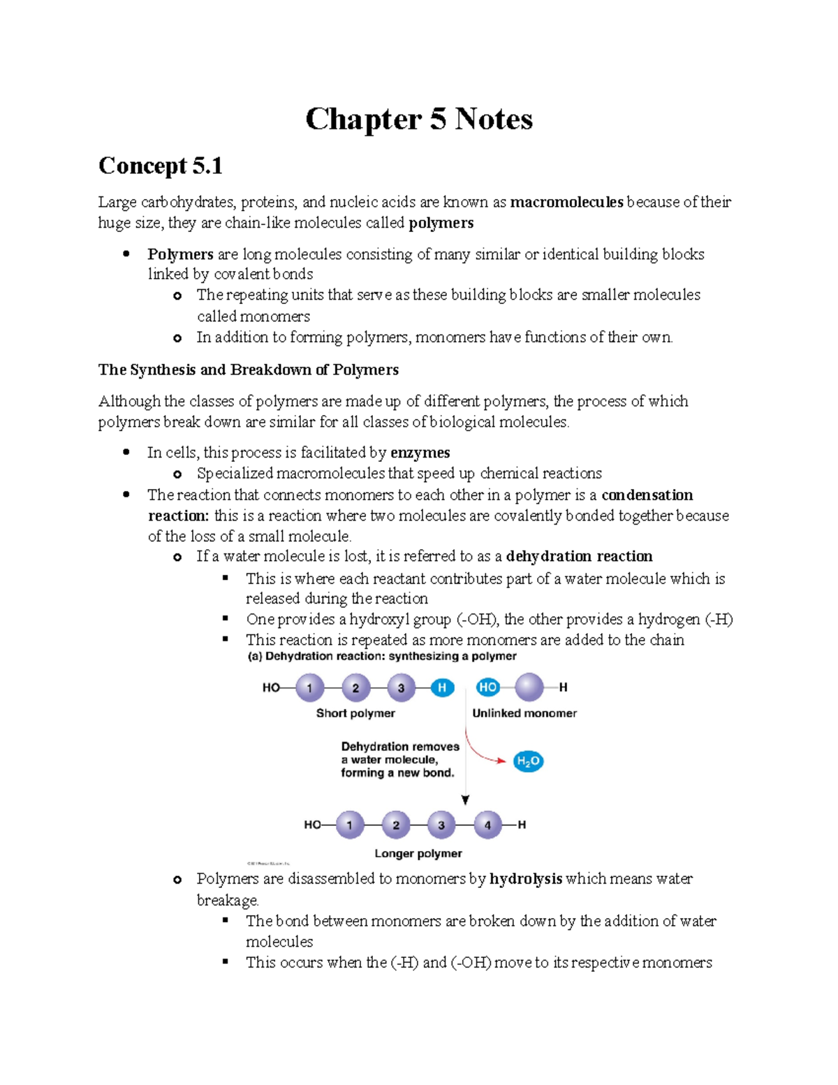 Chapter 5 Notes On Biology - Chapter 5 Notes Concept 5. Large ...