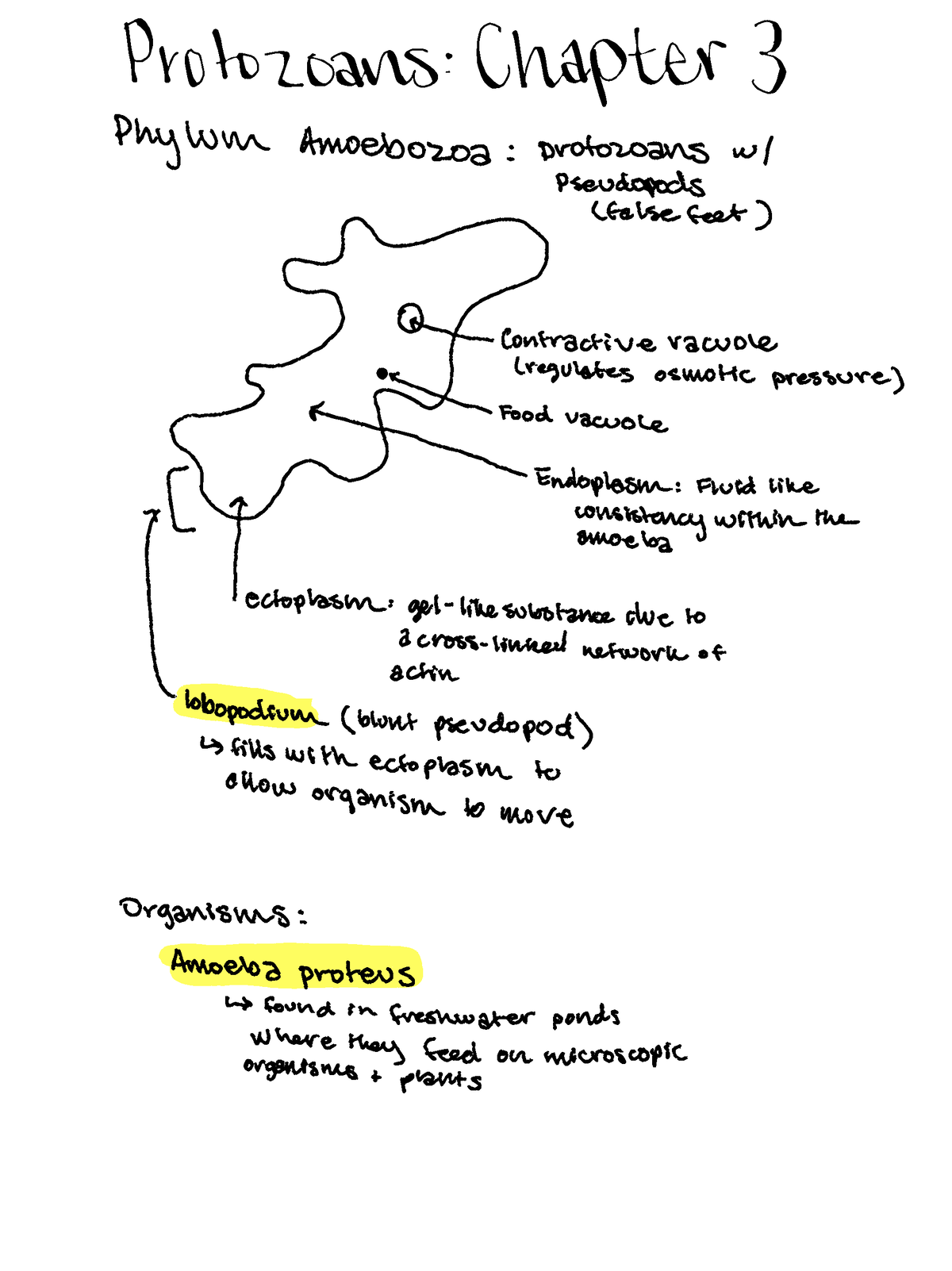 Chapter 3 Summary Bio225 - BIOL 225 - Studocu