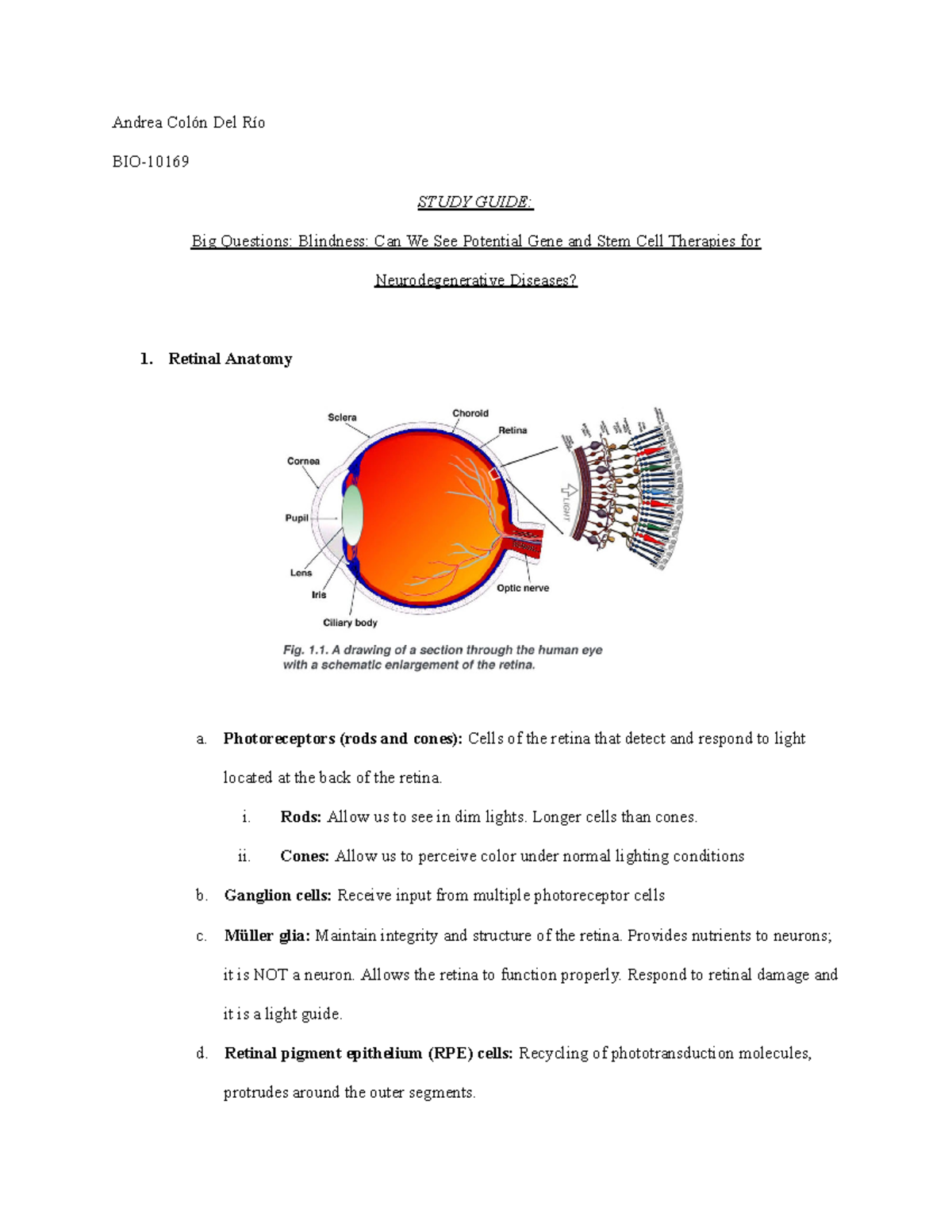 Study Guide Blindness - Andrea Colón Del Río BIO- STUDY GUIDE: Big ...