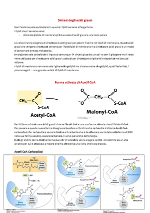 meccanismo di sintesi degli acidi grassi