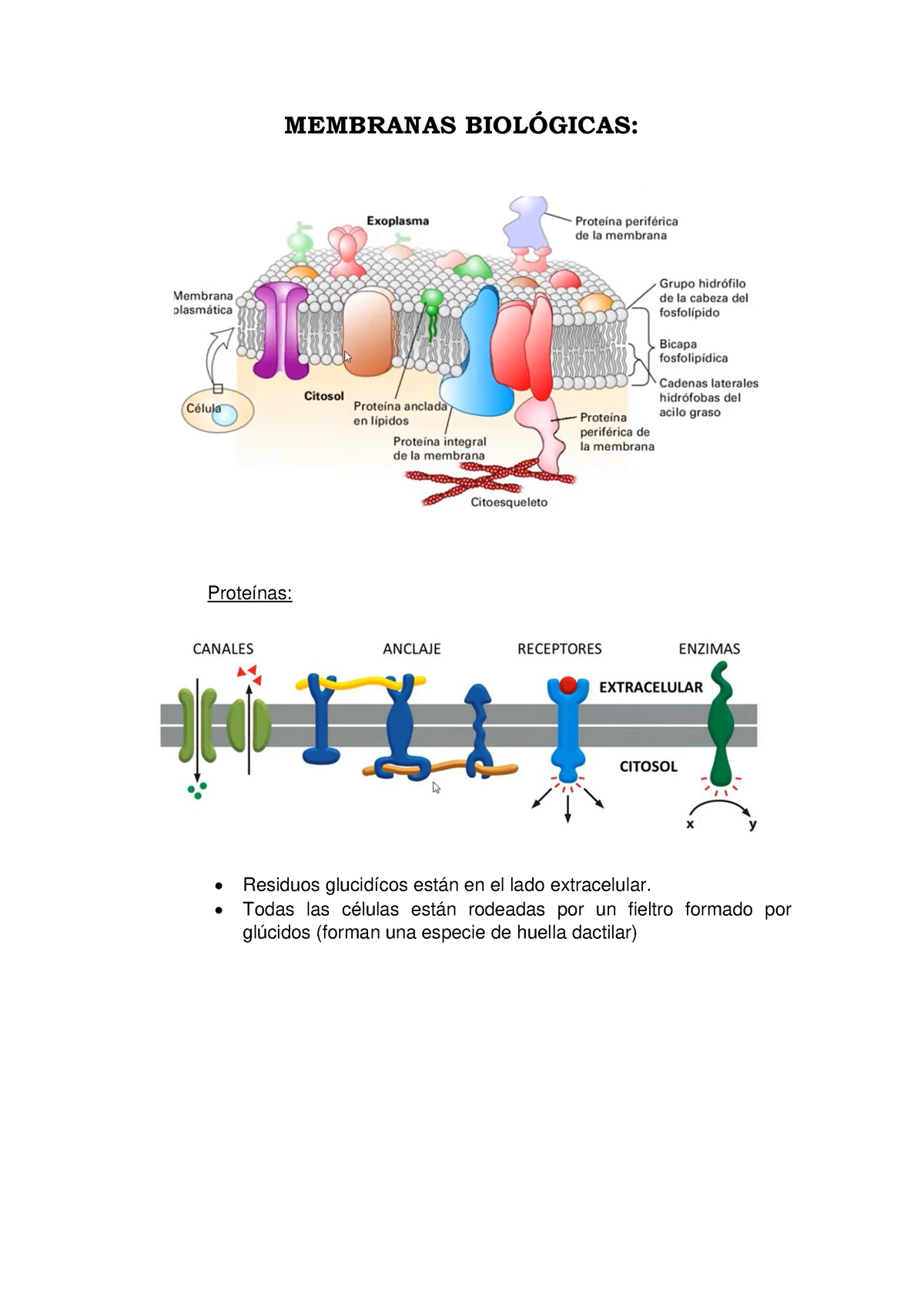 Membranas Biológicas - MEMBRANAS BIOL”GICAS: Proteínas: Residuos ...