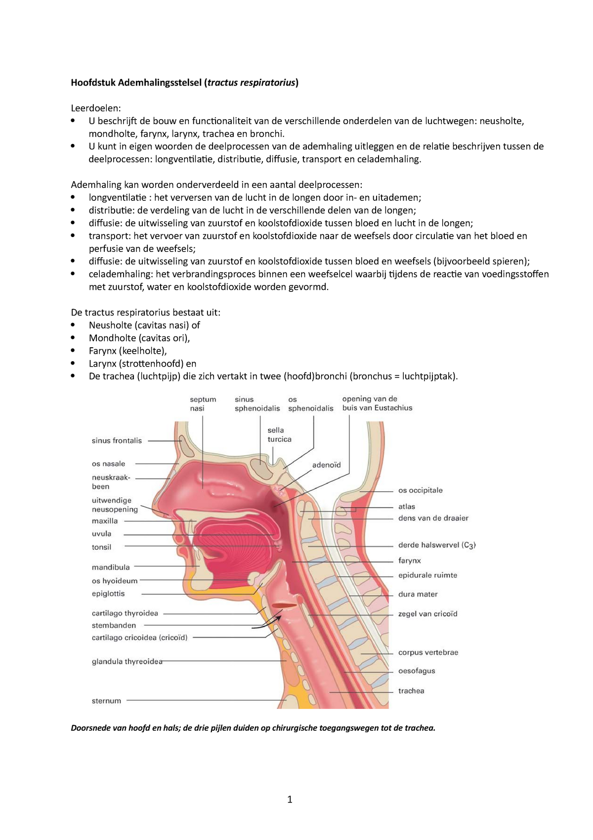 Ademhalingsstelsel - Samenvatting Verpleegkunde - Hoofdstuk  Ademhalingsstelsel (Tractus - Studeersnel