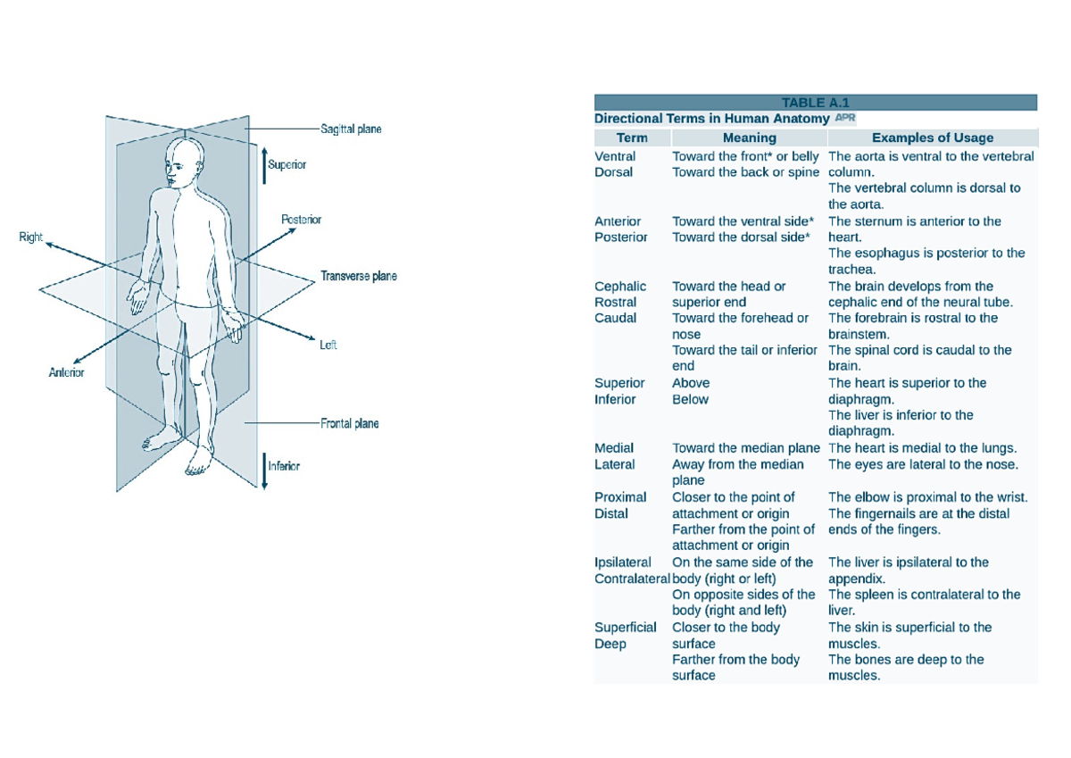 Anatomical plane diagram - BMS129 - Studocu