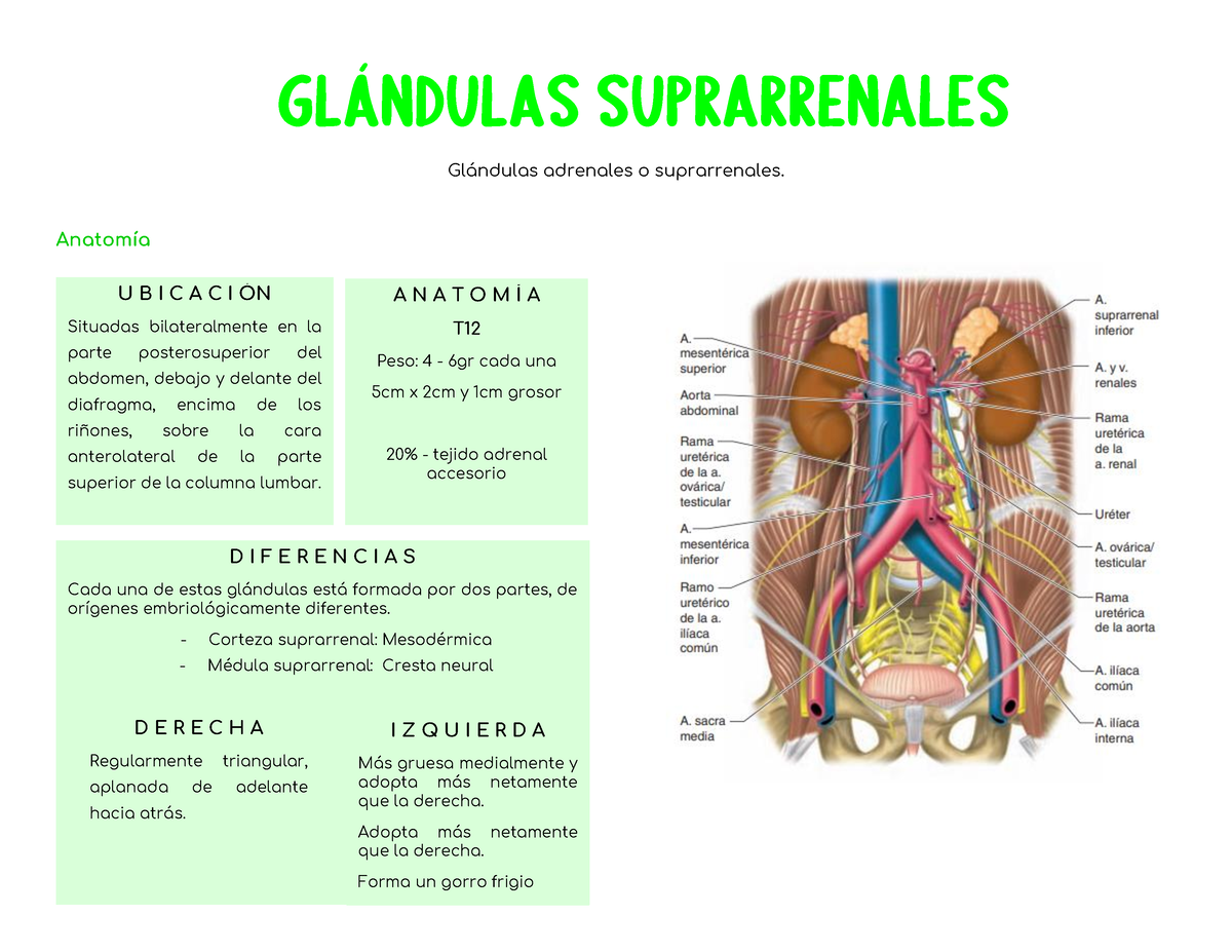 A.Glandula Suprarrenal - Glándulas Suprarrenales Glándulas Adrenales O ...