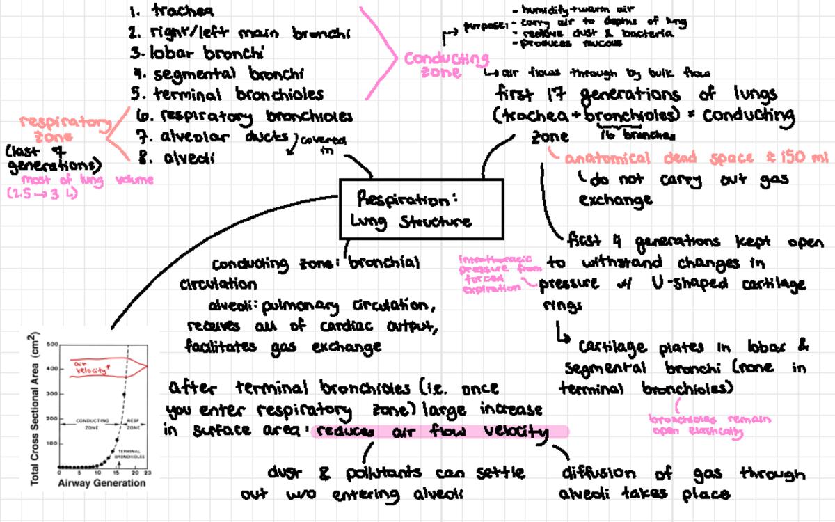 14 - Respiration Mindmaps 1 - trachea - humidify + warm air μ purpose ...