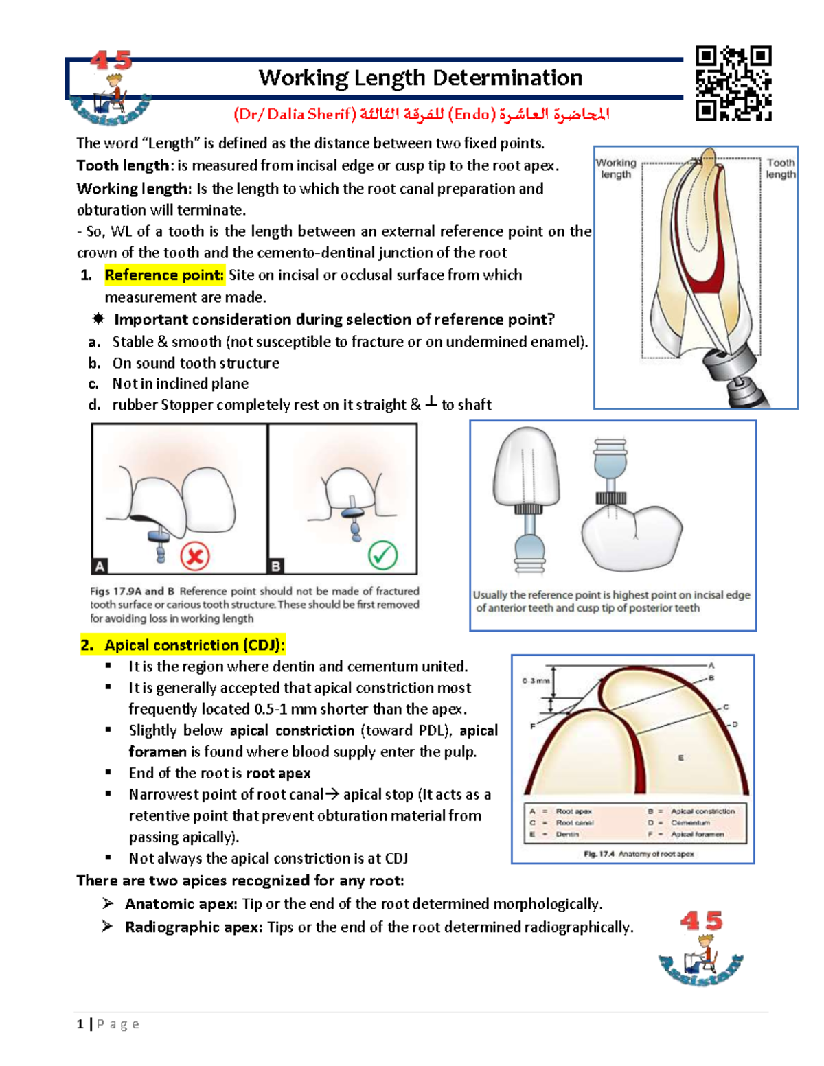 10 Working Length Determination Working Length Determination (Dr/ Dalia Sherif)) للفرقة Studocu