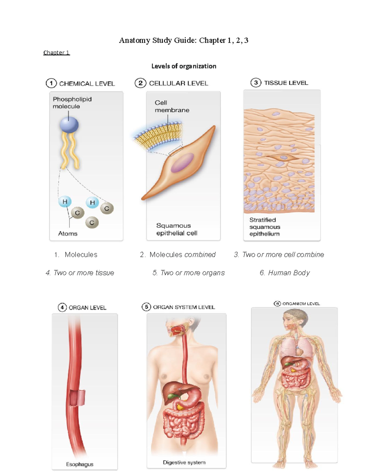 Anatomy Study Guide Chapter 13 Chapter 1 Levels of organization