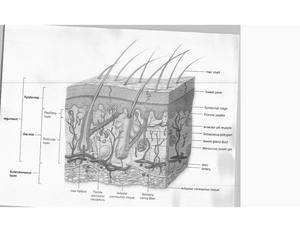 [Solved] What is located in the subdural and subarachnoid spaces ...