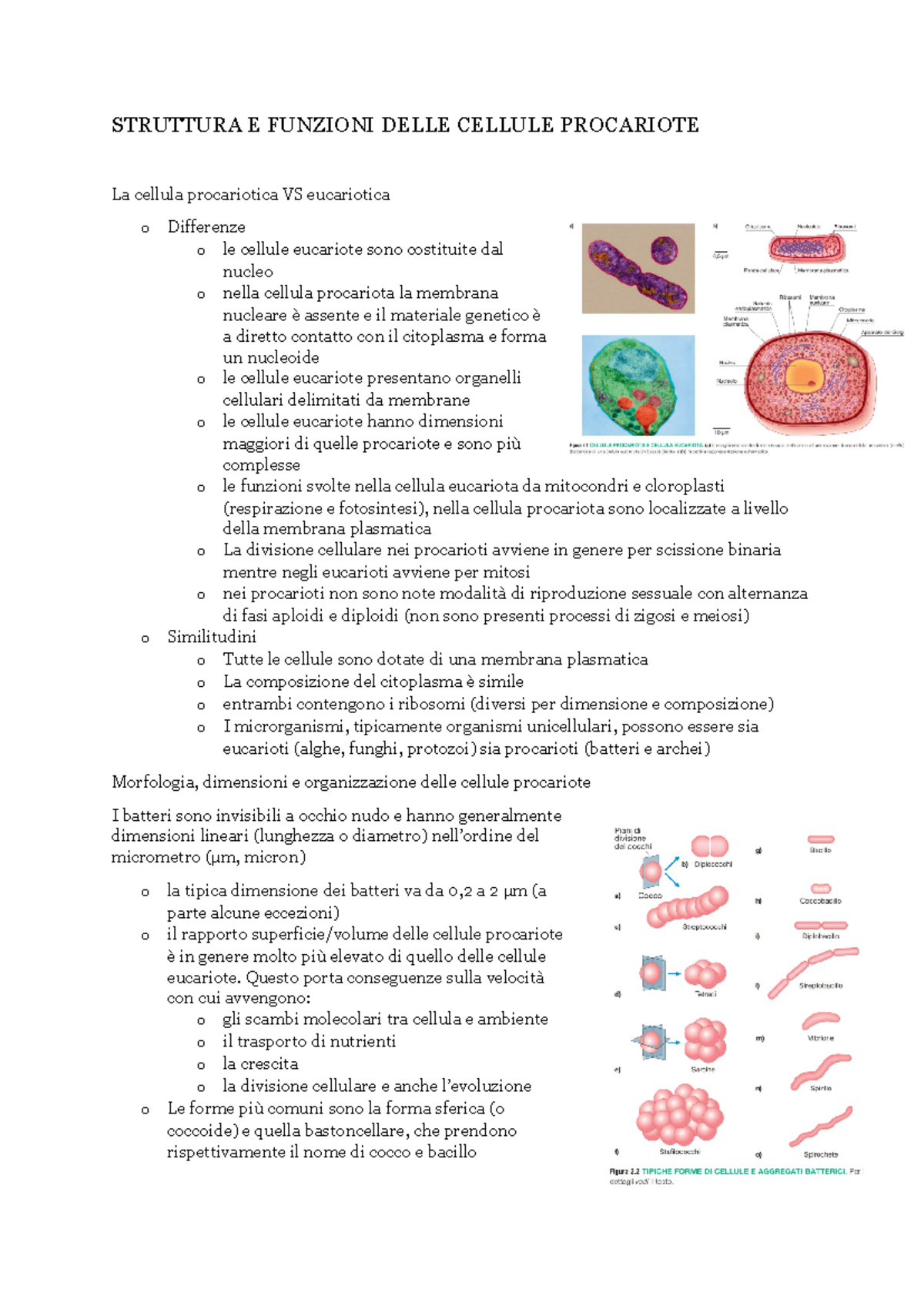 Struttura e Funzioni delle Cellule Procariote - STRUTTURA E FUNZIONI ...