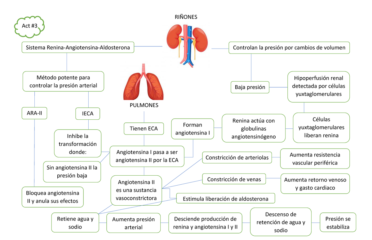 Esquema del Sistema ReninaAngiotensinaAldosterona de Fisiología Humana I Act Sistema Studocu