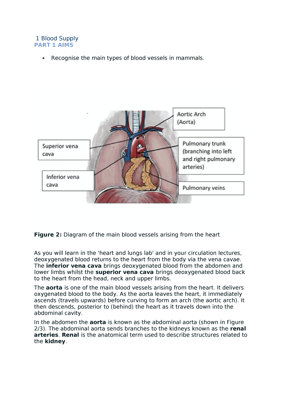 Male Rat Dissection - 1 Blood Supply PART 1 AIMS Recognise the main ...