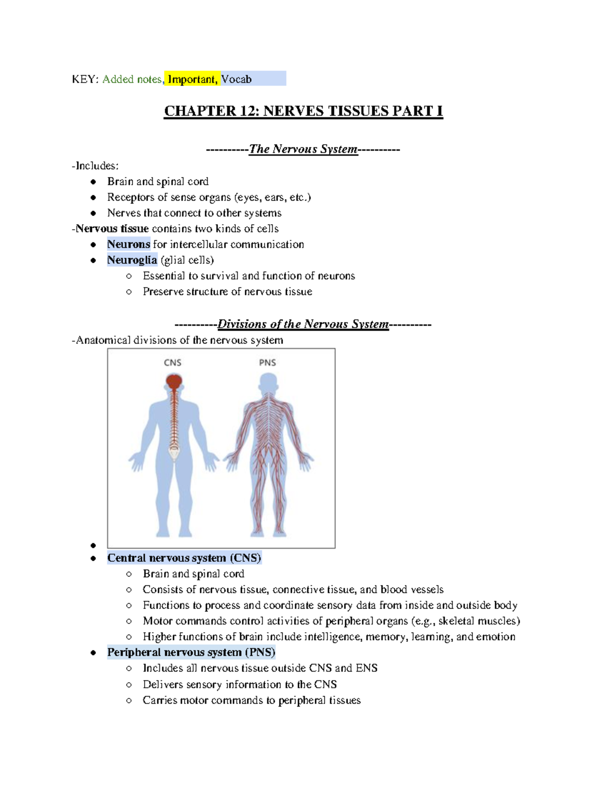 AP II Chapter 12 The Nerves System Part I - KEY: Added Notes, Important ...